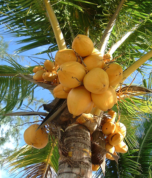 Kuttiyadi Coconut eyes GI tag for global recognition
