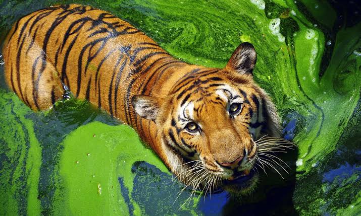 Dreaming of spotting a tiger in the wild? These 7 places offer your best chance...