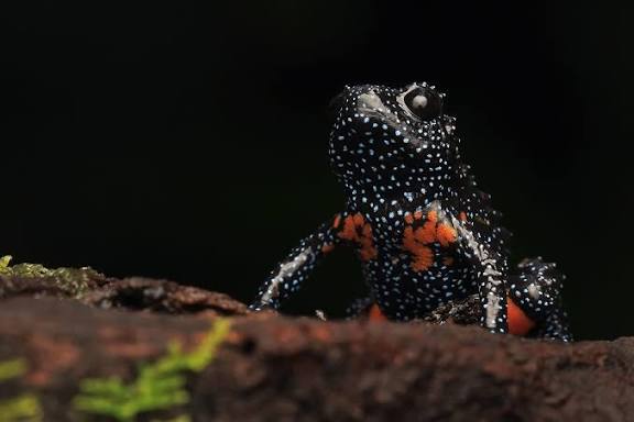 How WTI is helping Munnar’s rare frogs bounce back!