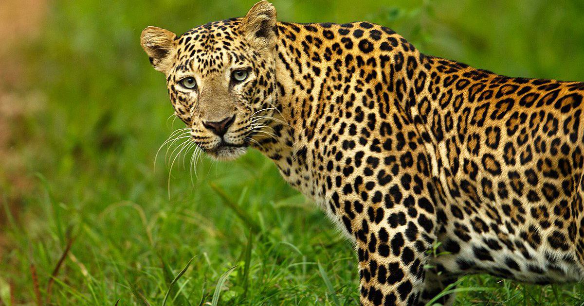 Why Leopards Are Refusing to Return to the Wild in Uttar Pradesh