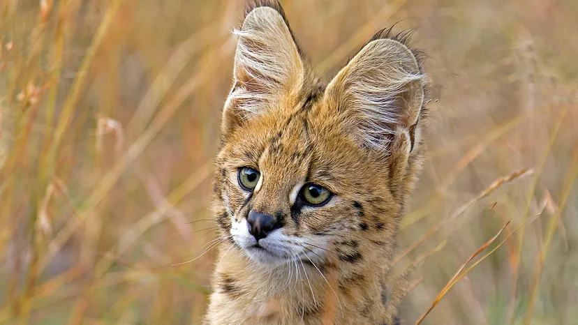 You won’t believe how this 8-inch cat rules Africa’s night!