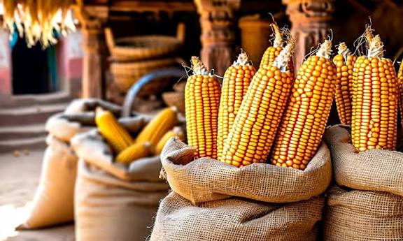 India-US Corn Clash : Ethanol Drive Sparks Trade Firestorm!