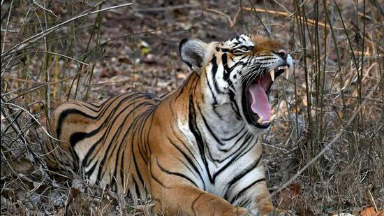 Tigress and Cubs Killed by Poison