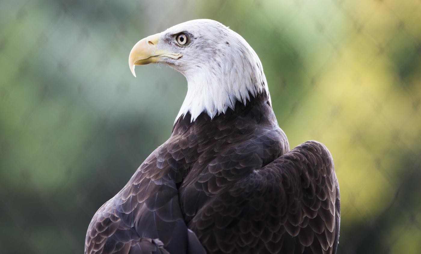 The world looks completely different through these animal eyes!
