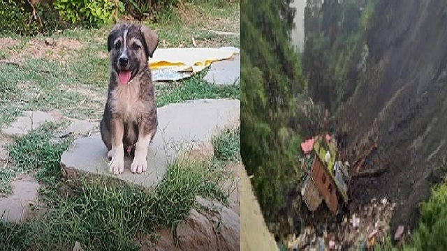 Five-month-old puppy 'Rocky' saves entire Himachal village!
