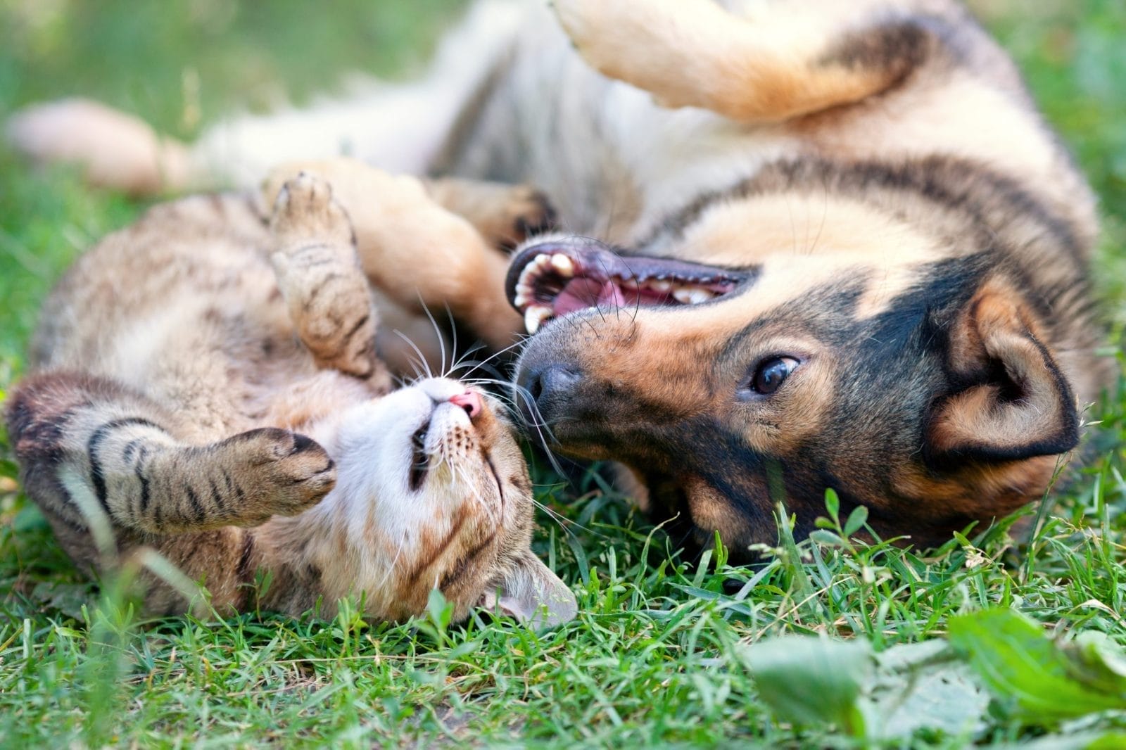 These dogs are surprisingly best friends with cats…