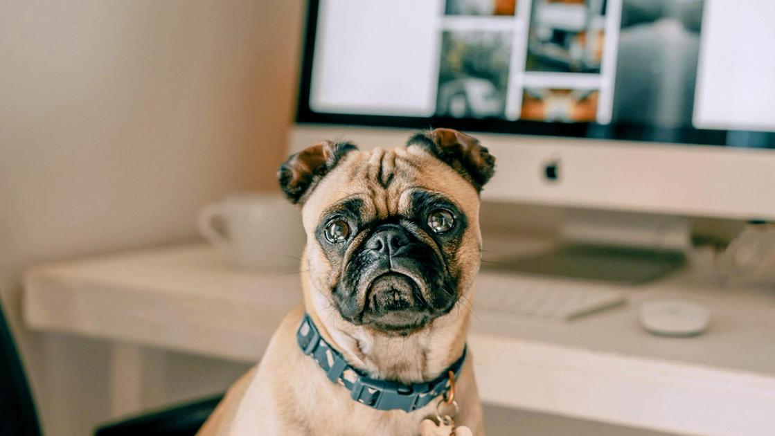 Apps for pets? Startups are quietly transforming pet parenting!