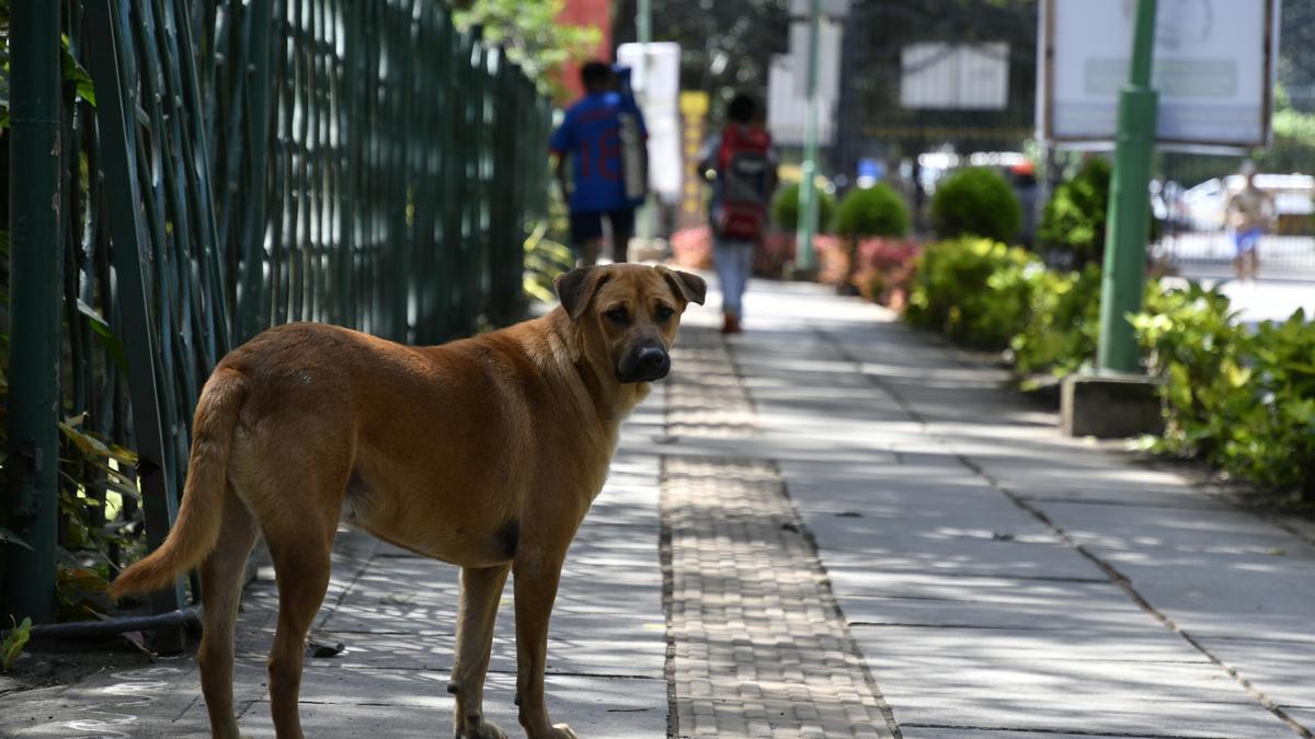 SC orders removal of Stray Dogs - But can Compassion and Safety co-exist?