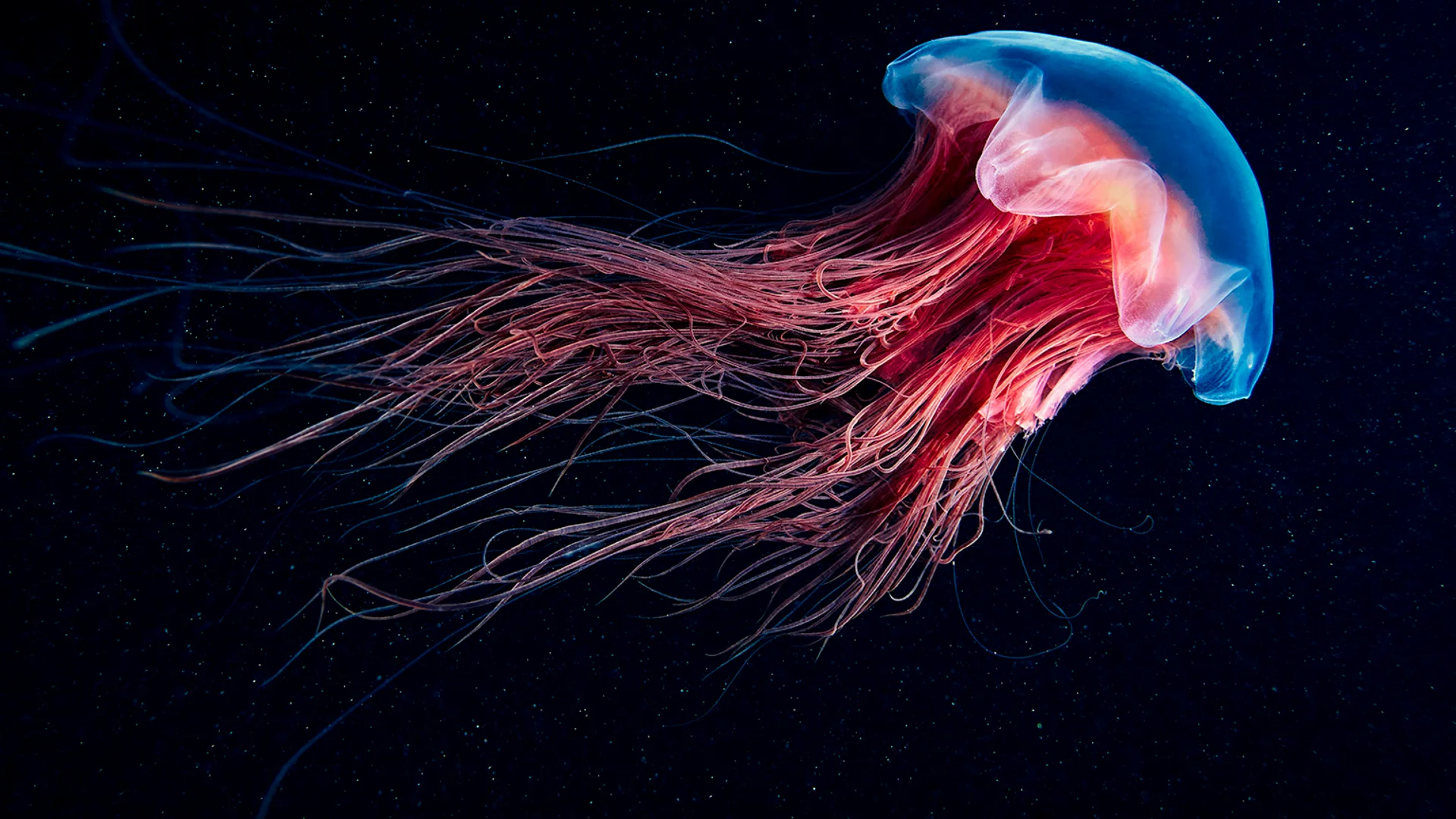 Meet the creature that refuses to grow old!
