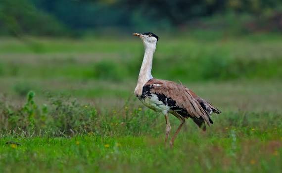 Great Indian bustard : Endangered grassland giant’s crisis!