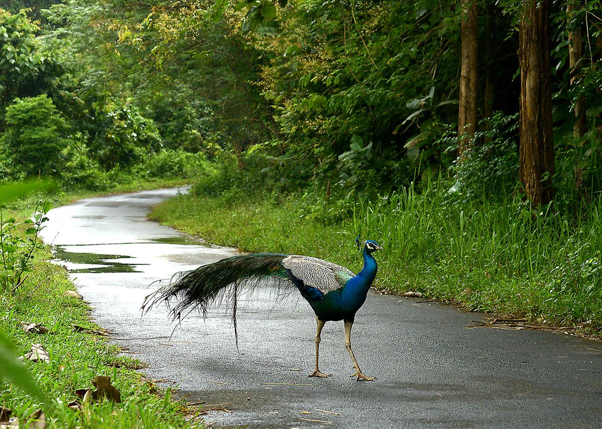 Women birders, this free online course could make you India’s next eBird editor!