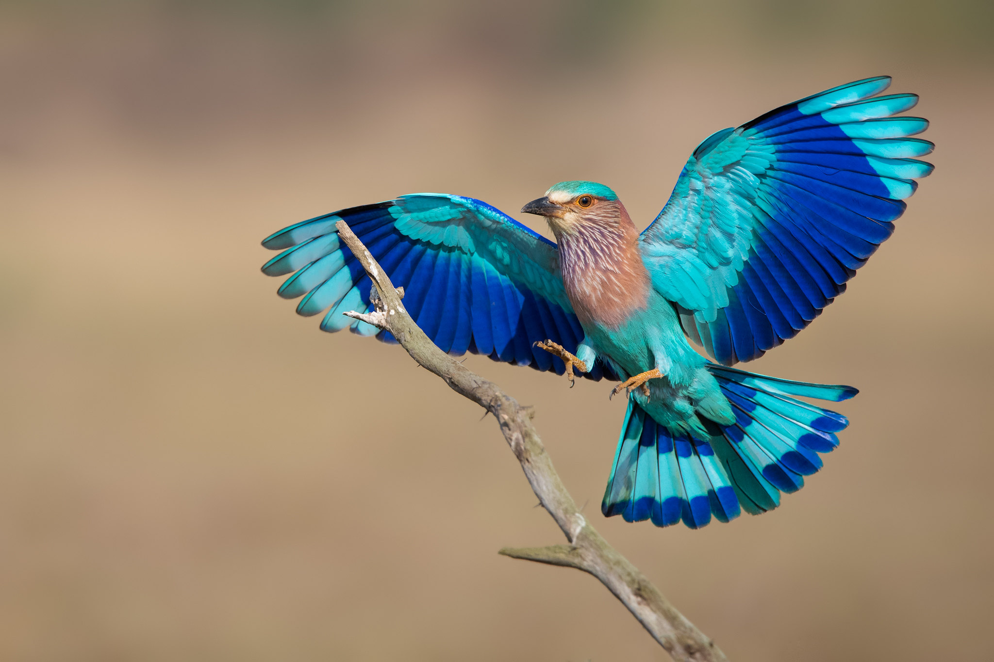 7 colourful birds you may suddenly start spotting everywhere!