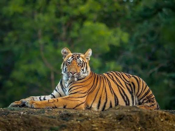 Panna Tiger Reserve’s Tiger Comeback & Community Turnaround!