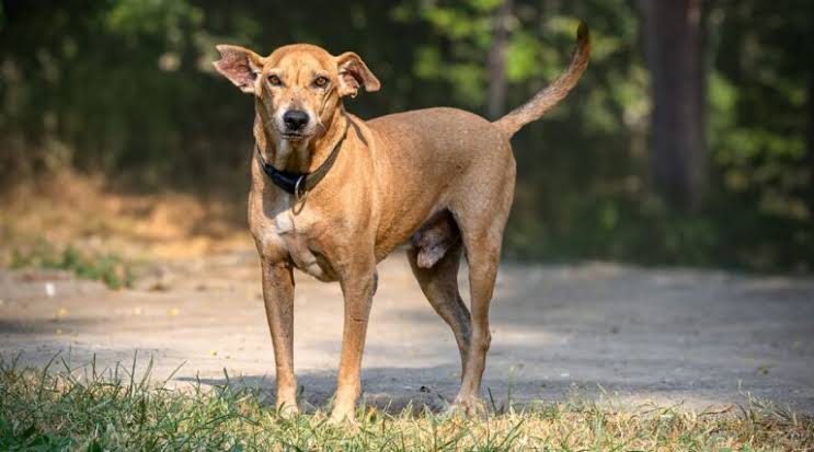 Rural Compassion Reframes India’s Street-Dog Debate!