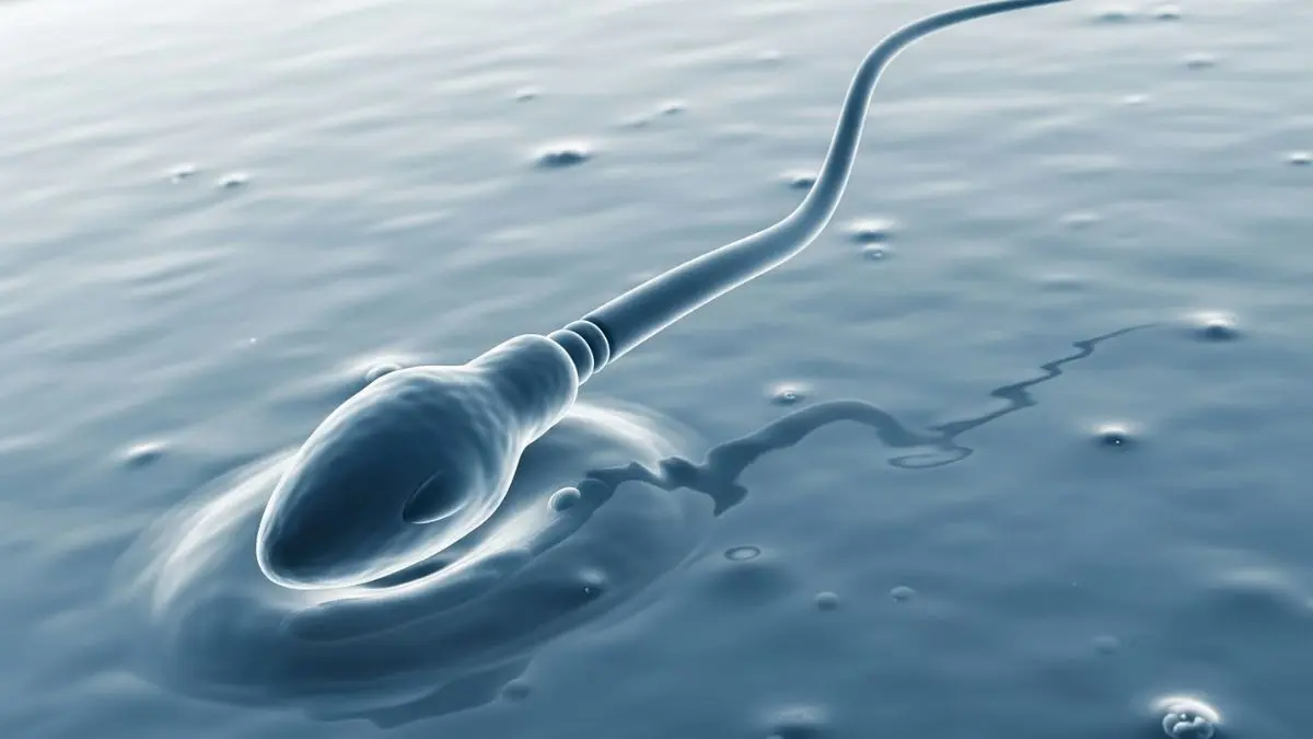 Human sperm defies Newton’s laws?! Scientists stunned