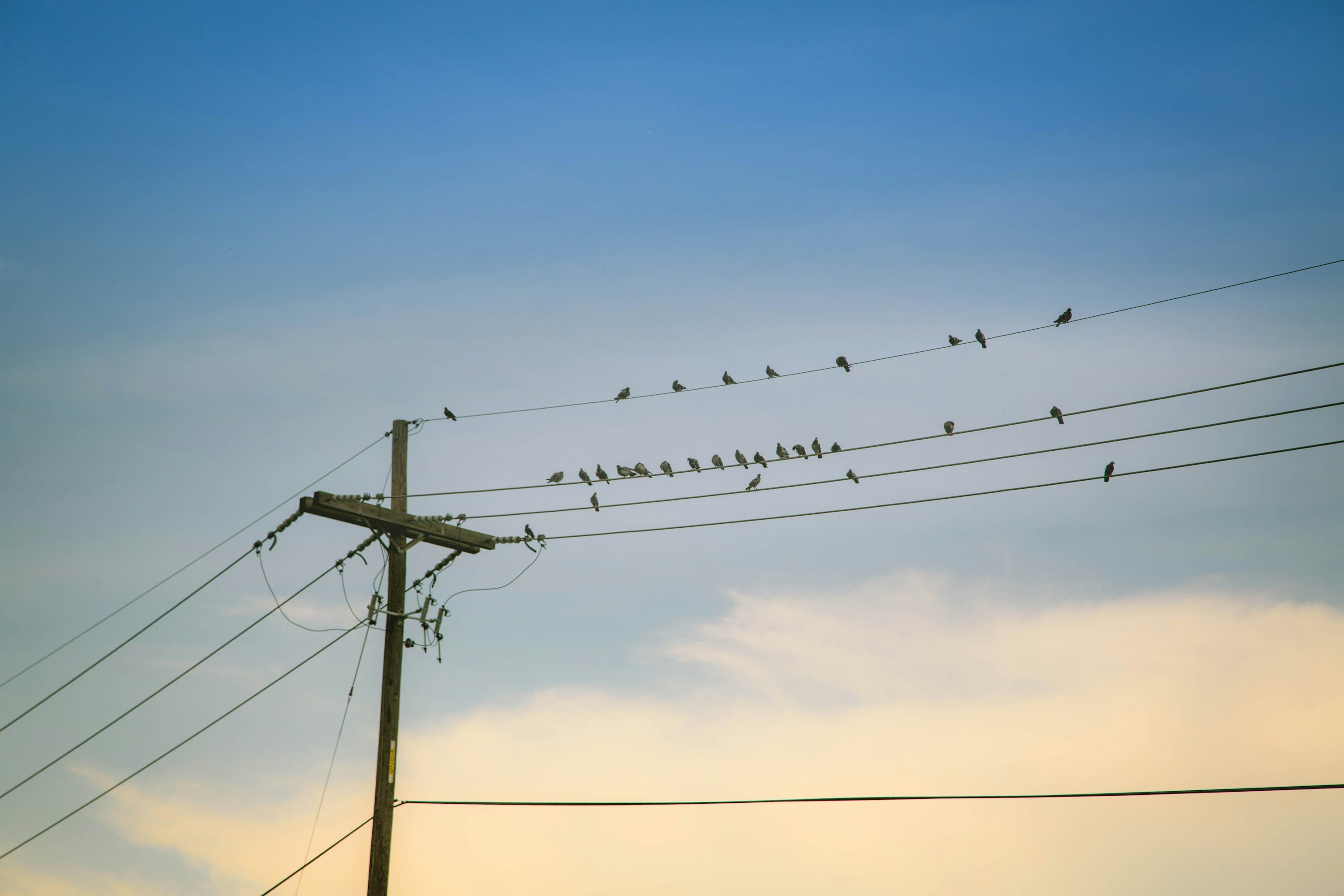 The science behind birds and power lines!