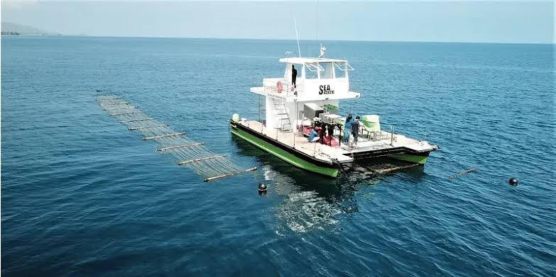 Blue Revolution: How ClimaCrew is Using AI to Transform Seaweed Farming on India's Western Coast!