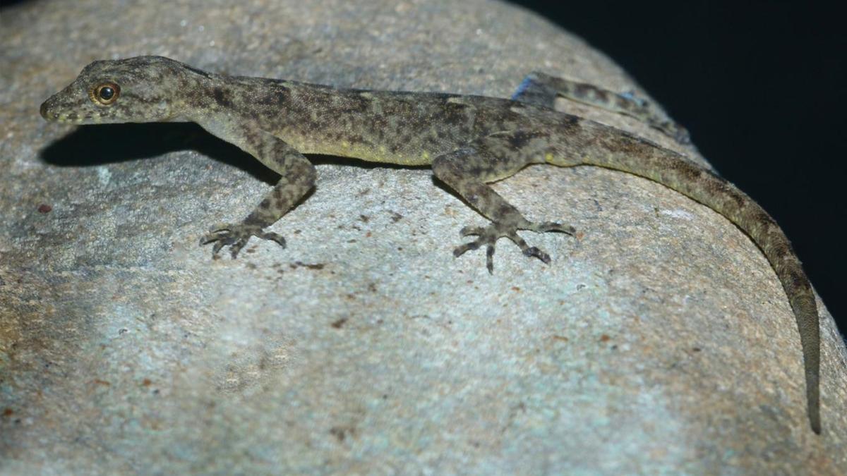 Nature's surprise! New Gecko species named after River Brahmaputra!