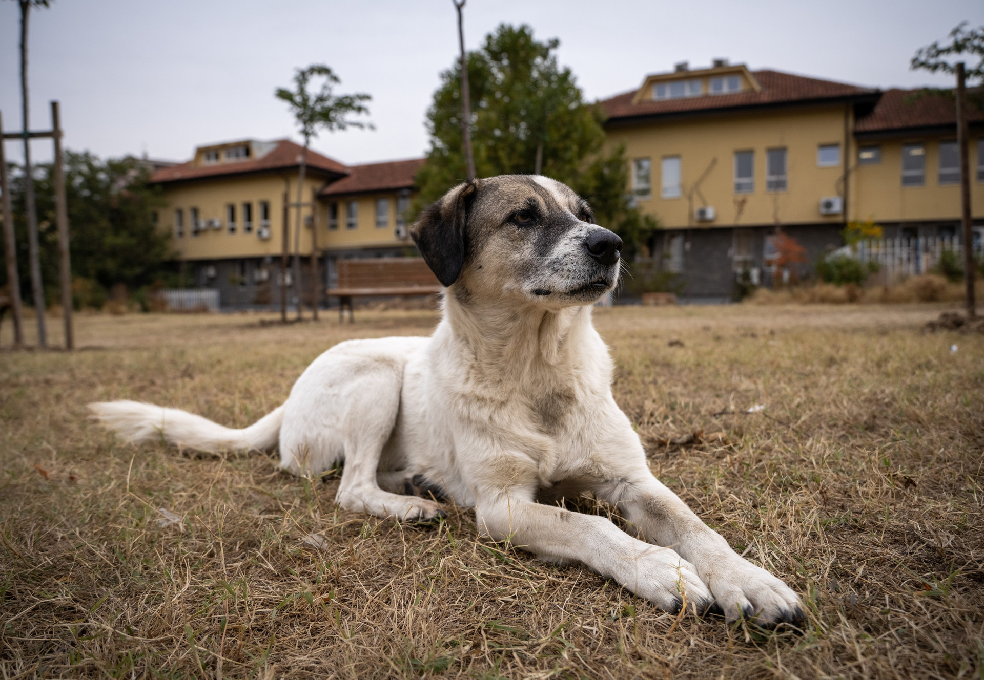 Why stray animals stay healthy even when humans get sick!