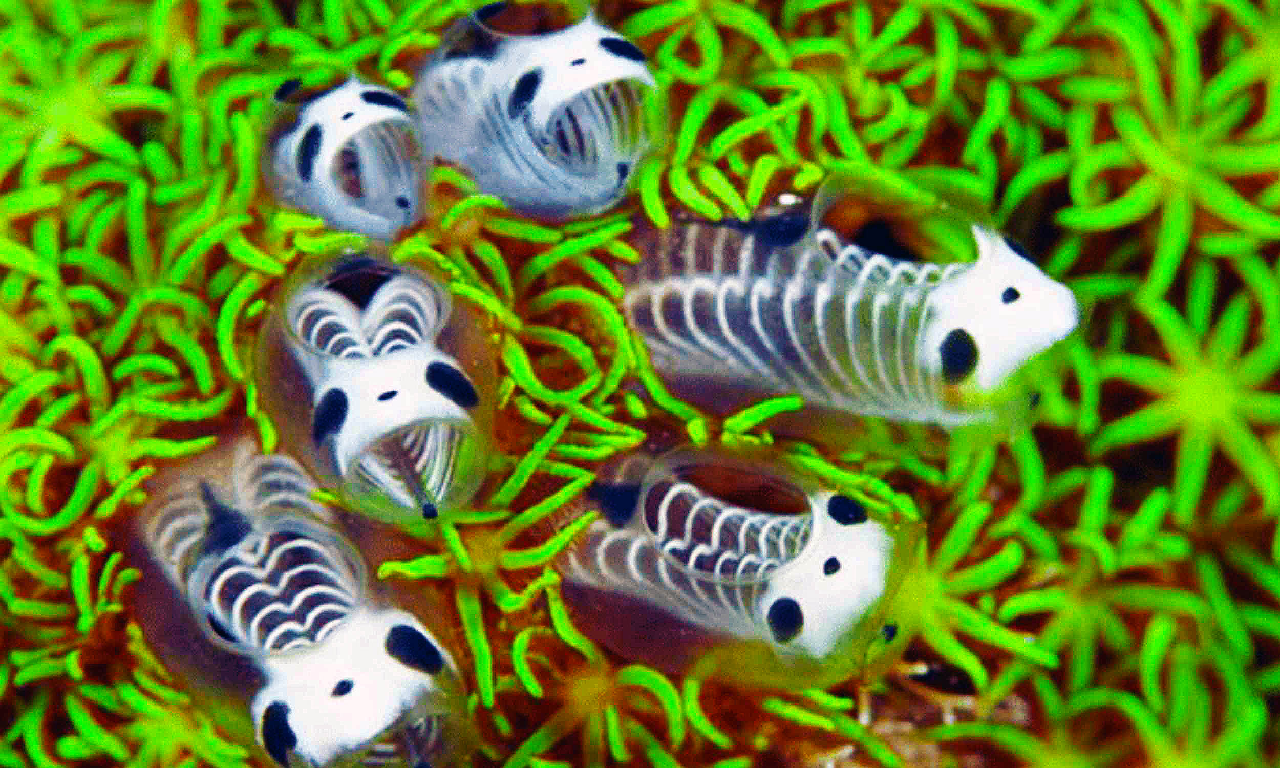 Japan discovers panda-like sea creature!