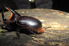 This tiny creature can lift 1000x its weight!