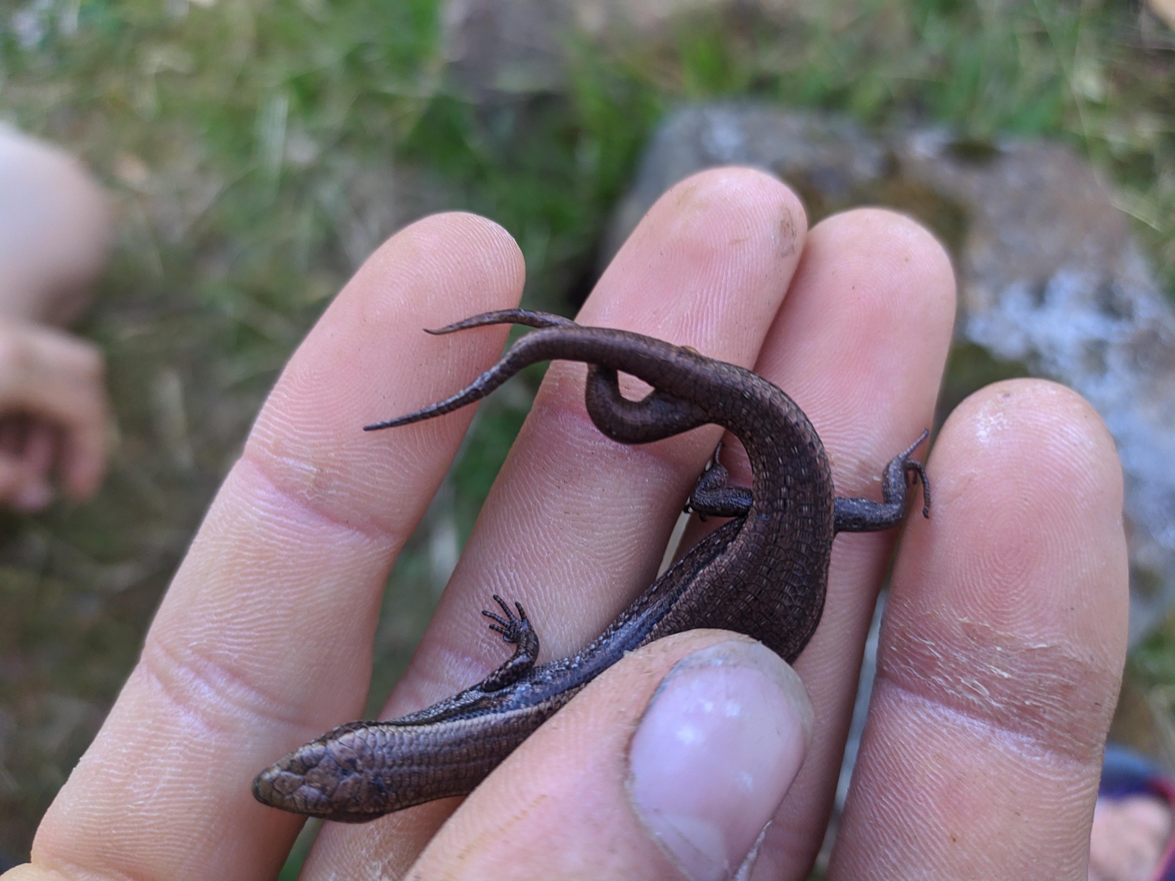The two-tailed Lizard: Mysticism  myths & scientific reality!