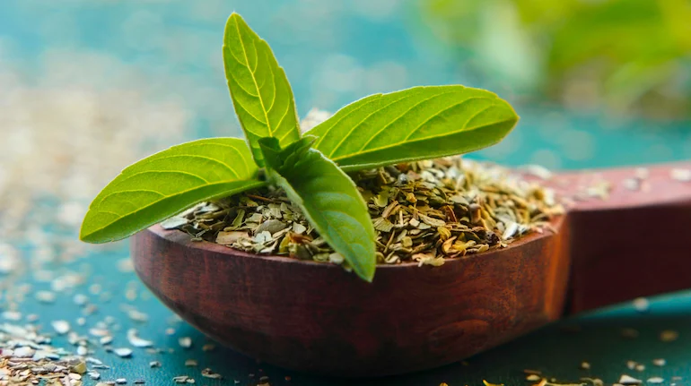 Why Tulsi Should Be a Part of Your Daily Health Routine!