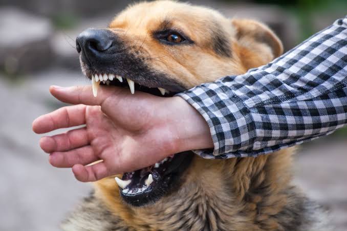 Why are animal bites growing? Experts sound the alarm!