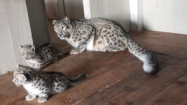 Darjeeling Zoo Welcomes Rare Snow Leopard Cubs