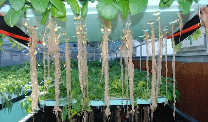 Aeroponic Potato Seeds Earn Bathinda Farmer Over ₹1 Crore!