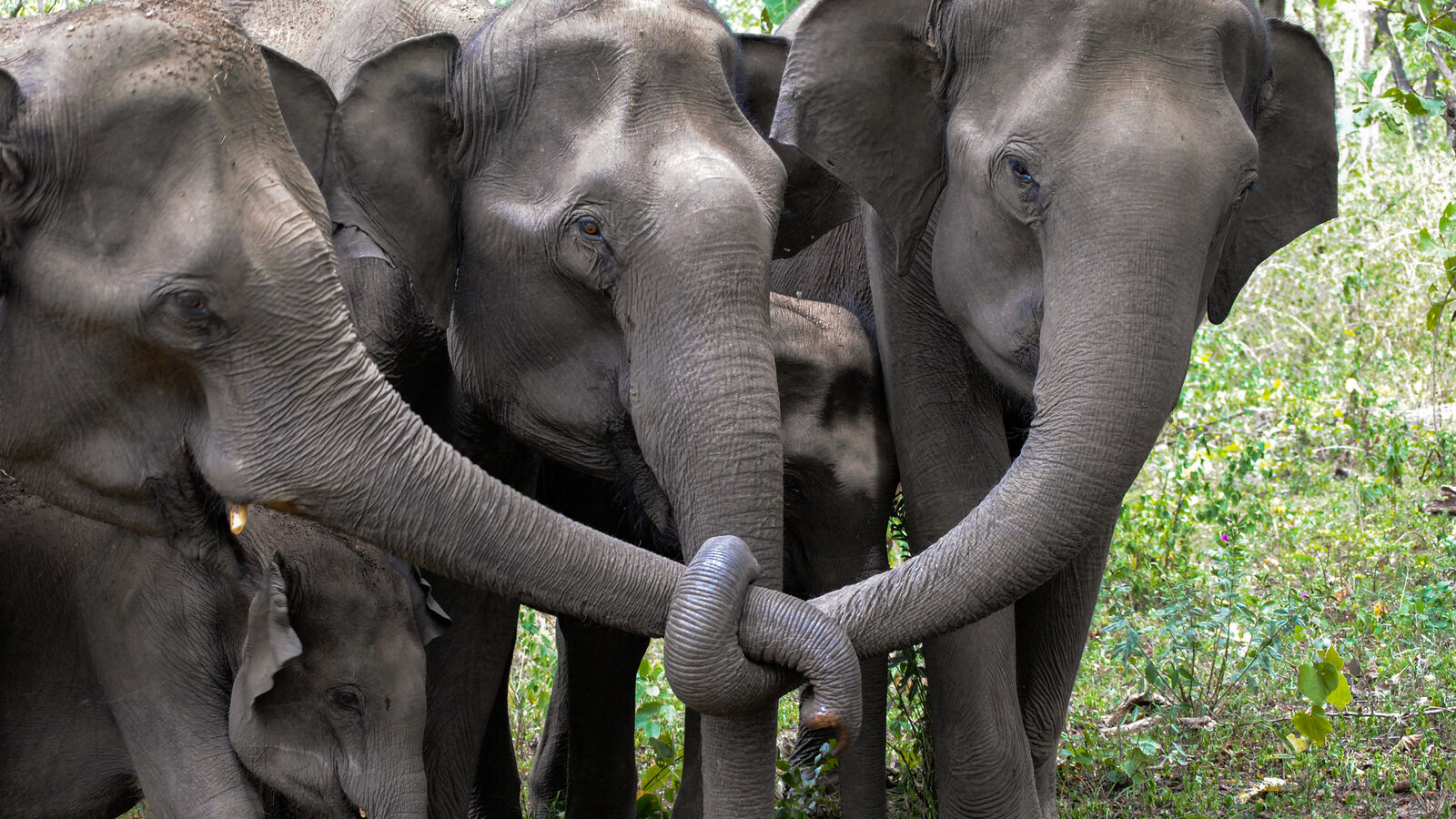 What animals do after death will leave you speechless…!
