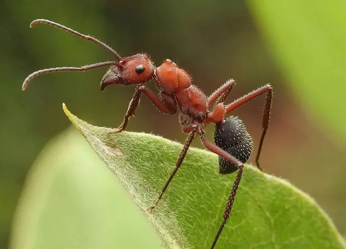 Why squishing ants might be a big mistake!