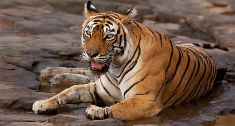 Tiger Legends Who Shaped India's Conservation Story