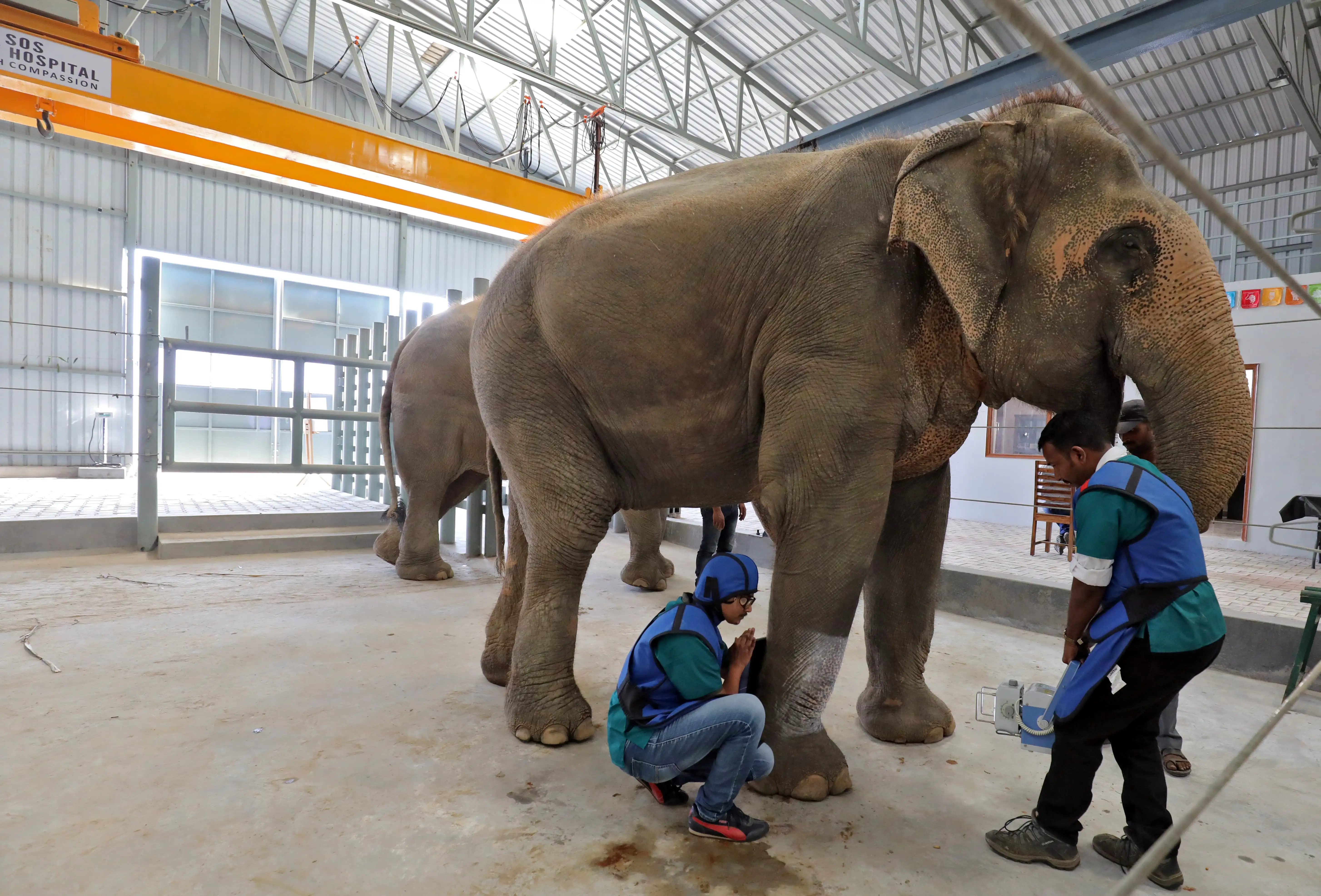 This hospital is changing elephant lives forever…!