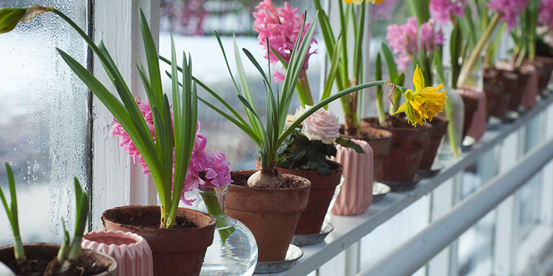 These common plants are bringing bad luck into your home!