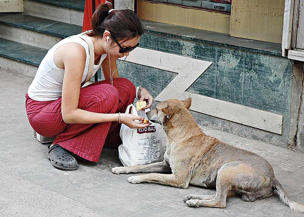 Stray dogs aren’t wild, they can be trained! Says experts.