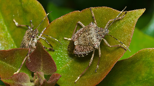 What are Invasive species? Why is India losing billions silently?