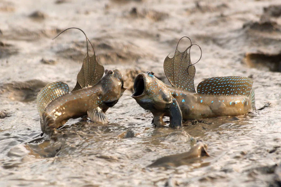 This fish doesn’t just swim - it actually walks on land!
