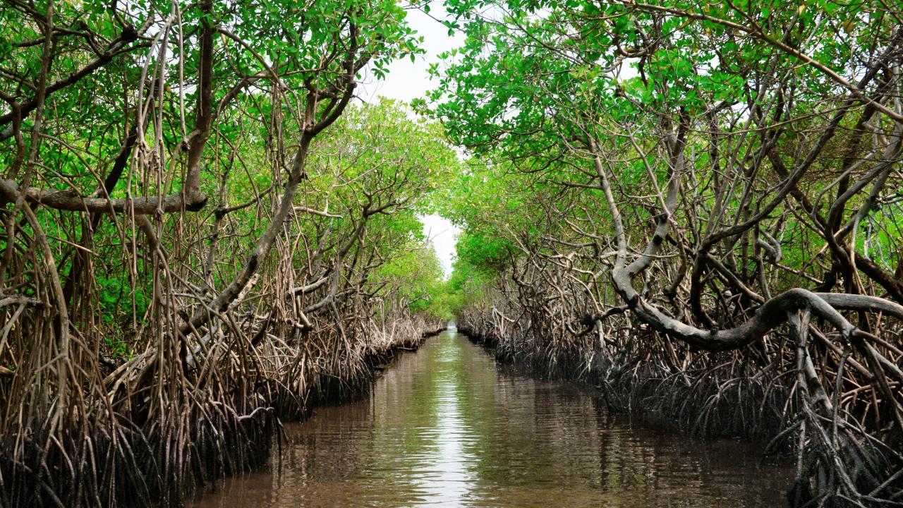Green Coastlines: Discover the Magic of Mangroves