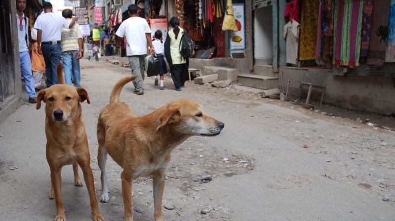 The street of delhi should be dog free  Shelters should be provided!