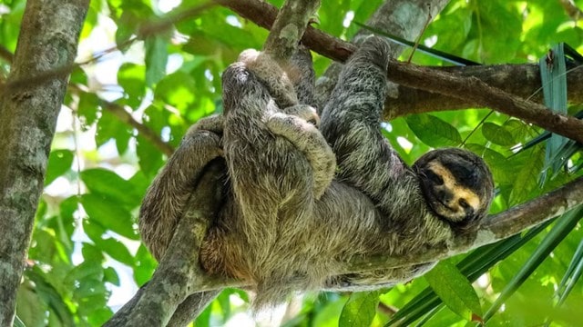 Why some animals are getting smaller over time?
