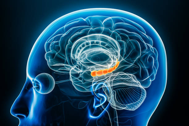 Scientists just discovered something surprising about your aging brain!