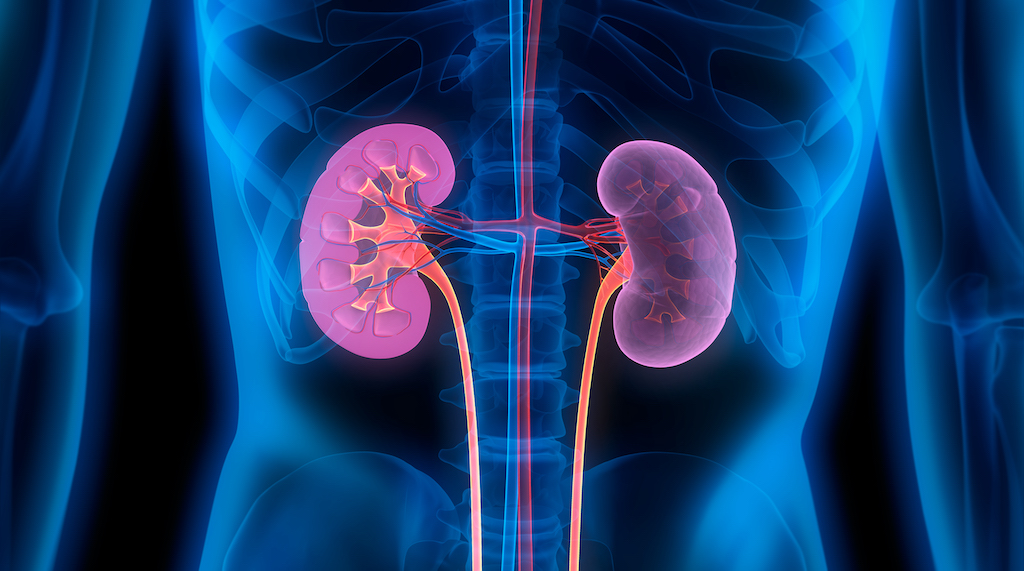 3 natural foods that help cleanse and support kidney function