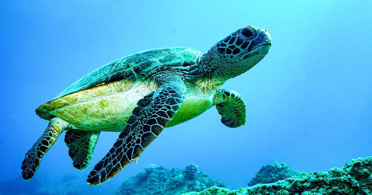 How animals navigate perfectly using an invisible force you’ve never noticed!