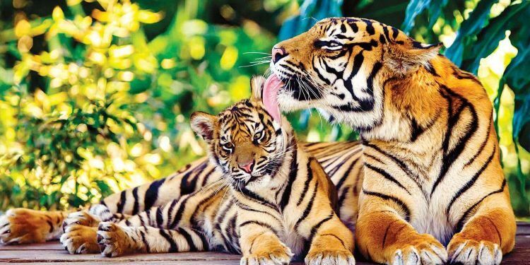 Top 5 Indian sanctuaries every wildlife photographer must visit!