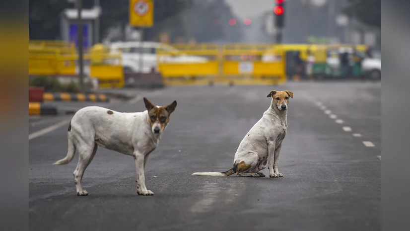 CJI Gavai to revisit Delhi's stray dog ban after public outrage!