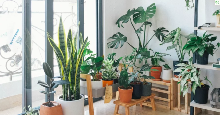 Your home is full of toxins-these plants can clean it up!