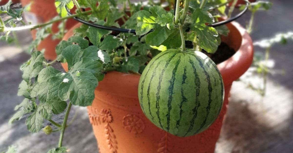 Grow Juicy Watermelons at Home-Even in Your Balcony!