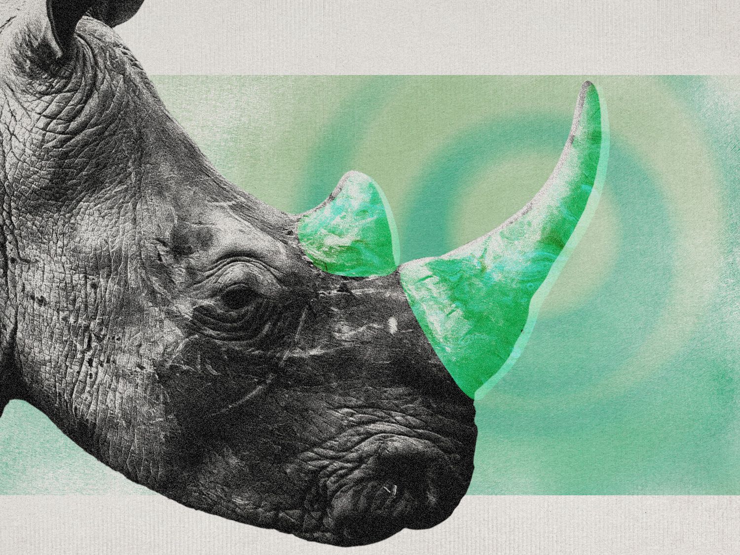 Scientists turn rhino horns radioactive… and it might just save them!