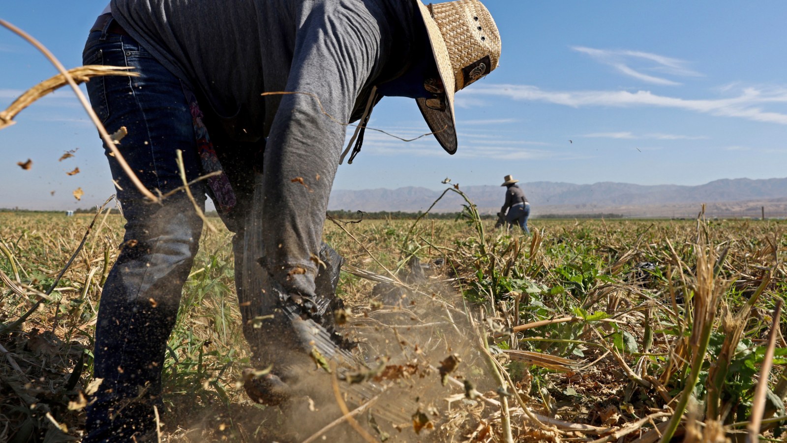 Netflix is Paying Farmers… But What Are They Growing in These Fields?